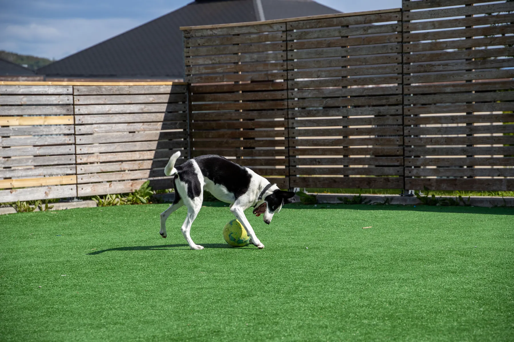 Dog playing with a ball on pet turf in a fenced yard